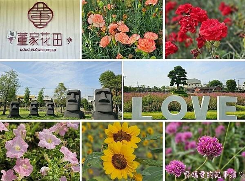 彰化田尾．董家花田 (康乃馨 / 圓仔花 / 矮牽牛 / 鼠尾草)