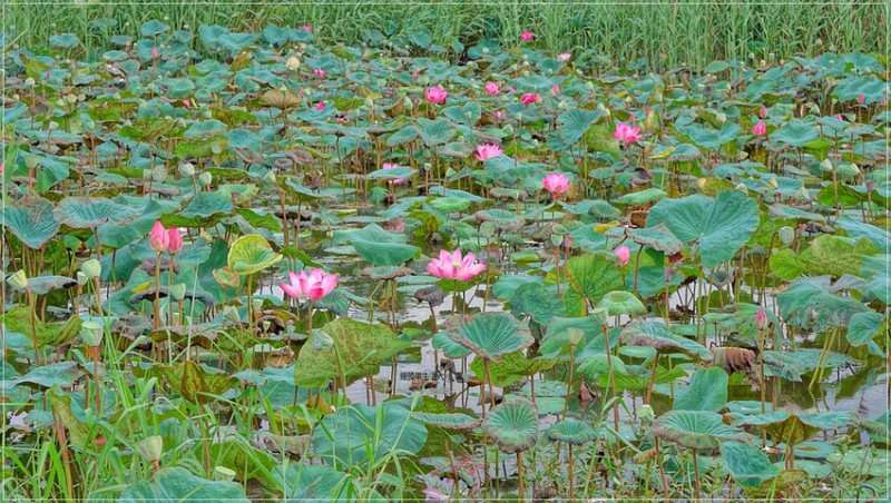 新北市新莊區新北賞花勝地！從新莊捷運站到新月橋板橋端濕地，粉嫩荷花盛放景點推薦