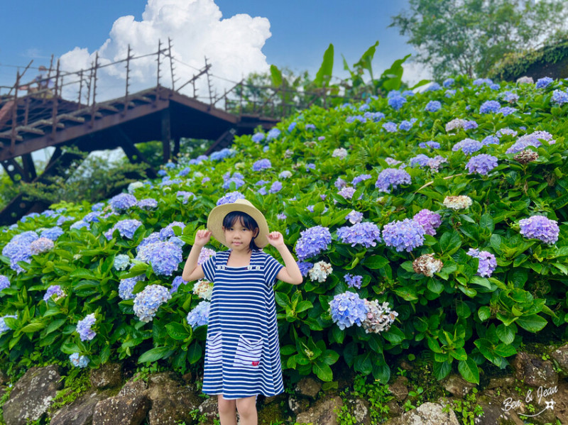 宜蘭縣頭城鎮石牌縣界公園》十萬朵繡球花齊放，金面大觀賞蘭陽八景，金面棧台上俯看龜山島及蘭陽平原盡收眼底