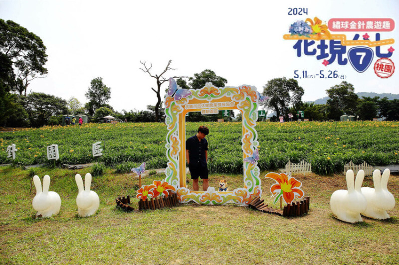 【2024金針花季】桃園大溪金針花新秘境大公開！百吉休閒農場，賞金針花不用再跑花東！