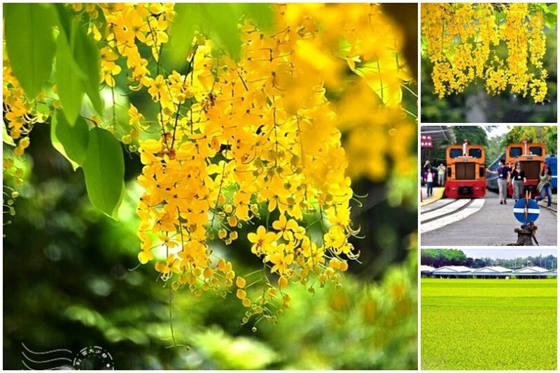 嘉義高鐵站夏日黃金雨【阿勃勒】盛開&【蒜頭糖廠蔗埕文化園區】