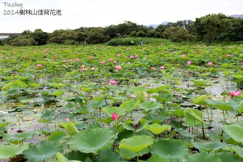 2025樹林山佳荷花池，9/7即時花況🌸山佳生態河濱公園。