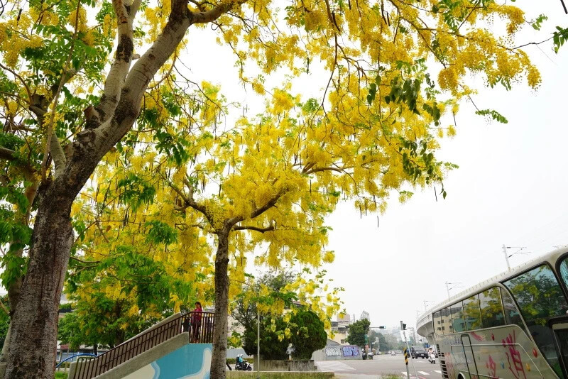 台中市西區迎接初夏！2024年7大台中阿勃勒花季盛事，黃金雨綻放迷人景致，絕美景點一次搞定！