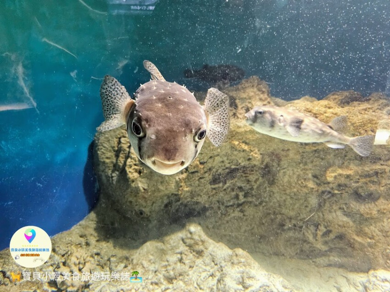 日本[旅遊]山口縣 下關市立水族館 海響館 多達100多種河豚展示，還有海豚、企鵝、魟魚等等..各各可愛逗趣模樣讓