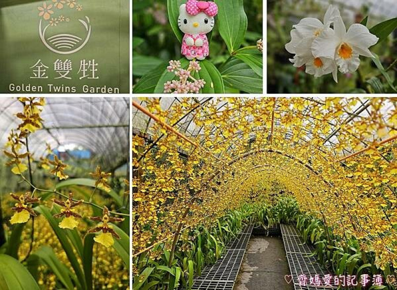 宜蘭員山．金雙甡花卉農場 / 文心蘭黃金隧道 / 跳舞女郎