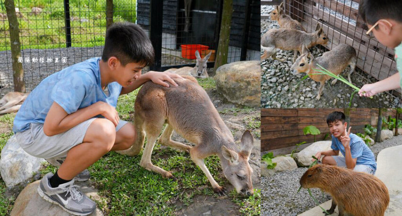 蘭陽動植物王國 ❙ 澳洲袋鼠近距離互動、兔豚鼠、水豚森林浴，宜蘭最新農場!