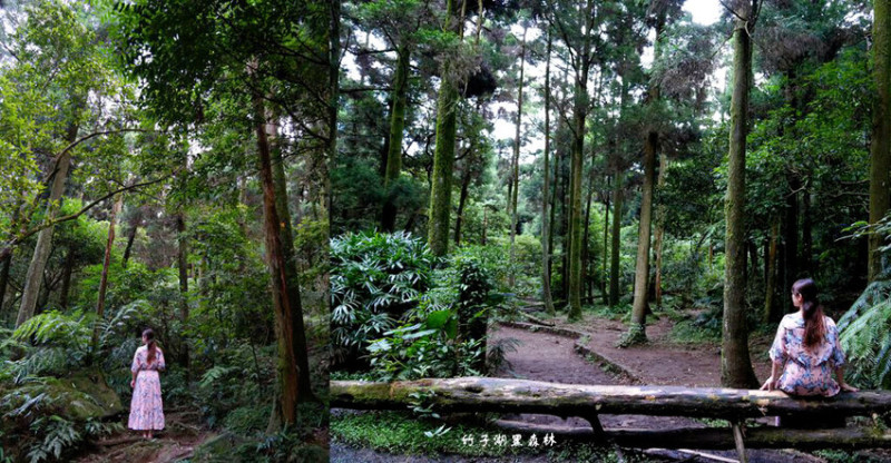 竹子湖黑森林 ❙ 森林系美拍、北部熱門婚攝景點，陽明山打卡秘境!