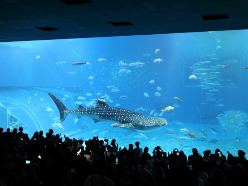 日本海洋博公園-沖繩美麗海水族館(美ら海水族館):必訪黑潮之海大水槽/巨大鯨鯊在你眼前悠游.超壯觀
