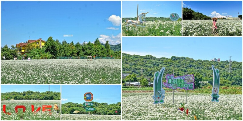 韭菜花田美如雪！桃園大溪九月花季大揭秘，浪漫白色花海加上藝術裝置、遊樂設施、特色美食，完美旅遊行程一次滿足。