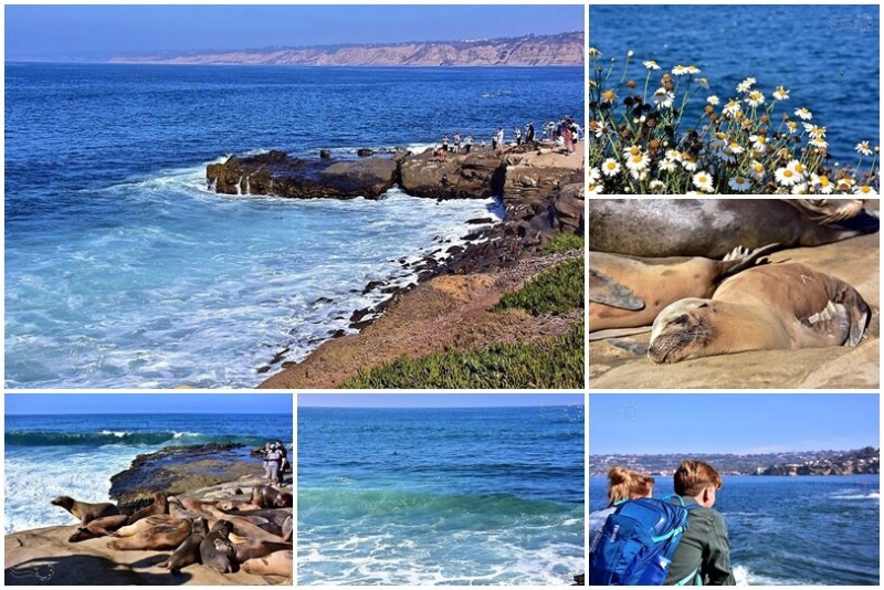 美國加州聖地牙哥【拉荷亞海灘】：最美蔚藍海岸，親近海獅，享受加州陽光絕佳景點