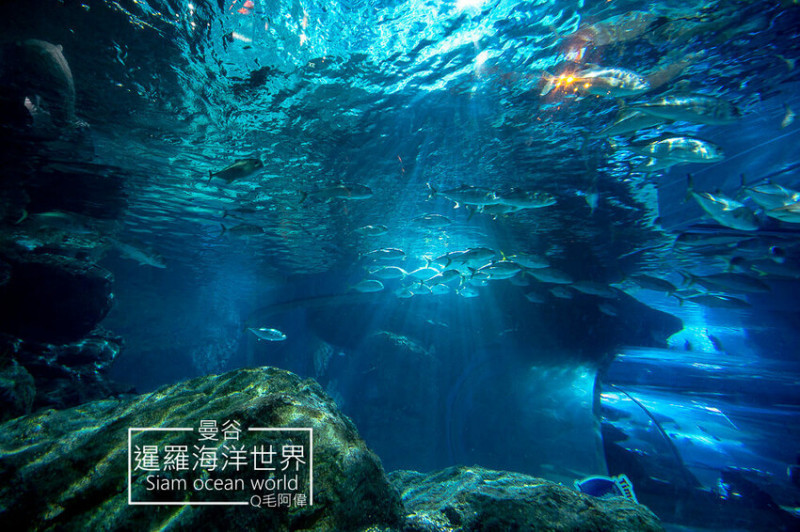 泰國暹羅海洋世界 | 曼谷室內景點推薦！東南亞最大水族館揭開繽紛海底世界～