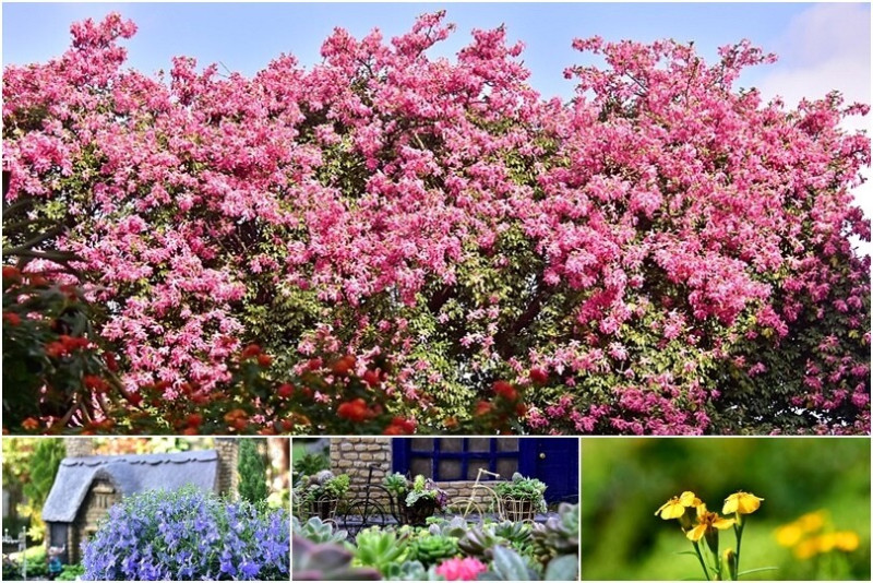 桃園楊梅【雅聞魅力博覽館】：看盡美人樹四季變化，精緻歐風小花園藝術