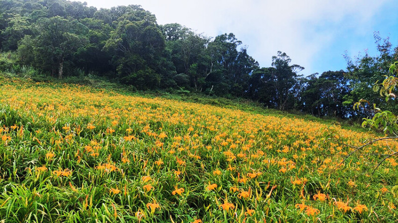 台東縣台東市太麻里金針花海