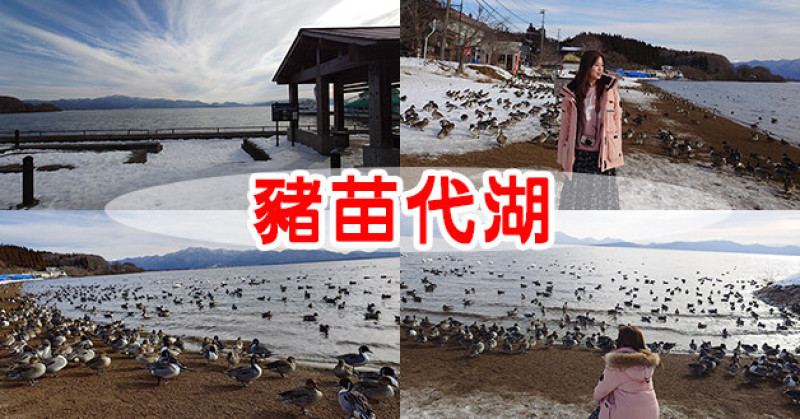 【日本旅遊】豬苗代湖 いなわしろこ是日本第四大湖，湖水清澈透明也稱天鏡湖，每年冬天來臨時，一群從北邊西伯利亞遠道而來過冬的天鵝和鴨鴨聚集在湖畔也是看點。日本景點
