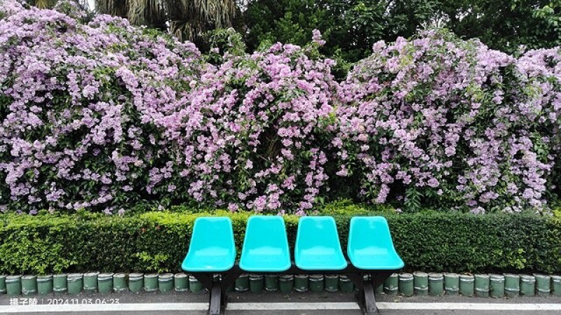 2025新北泰山蒜香藤花季🌸，6/26即時花況｜2024新北泰山蒜香藤花季🌸｜楓樹河濱公園。