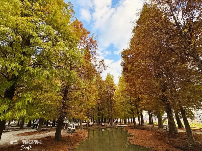 台中后里景點【羽粼落羽松】悠閒漫步唯美的忘憂森林，鐘塔、復古摩托車、流水石階超好拍｜泰安國小旁