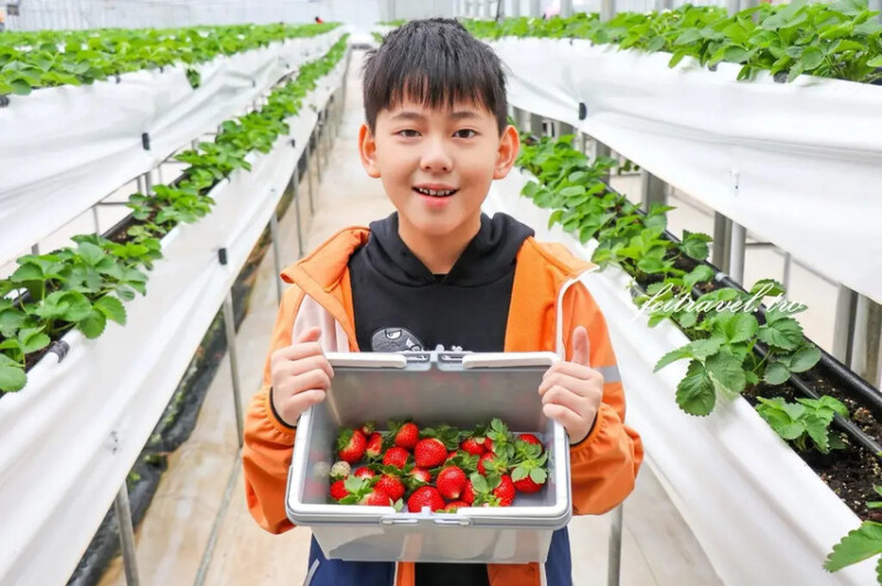 ♥J&W多肉農園過嶺草莓瓜果農場♥六百坪高架草莓溫室.桃園採草莓