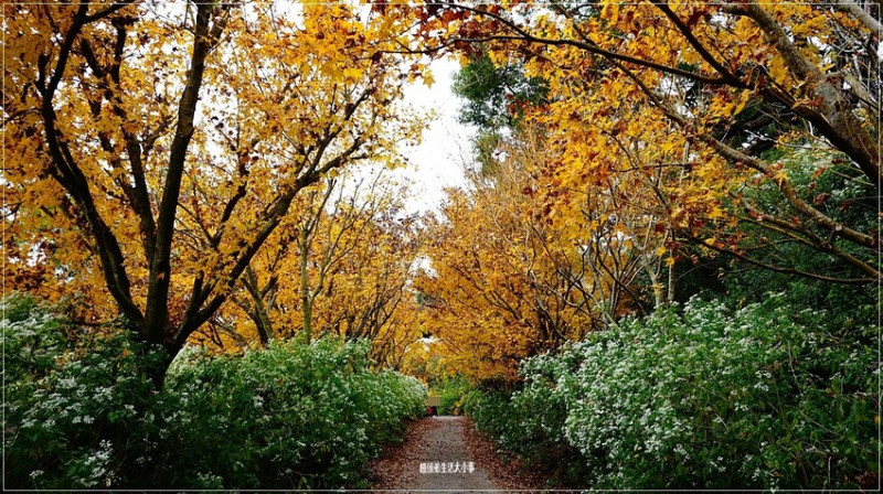 台中黃金楓林登場！沐心泉農場季節限定黃金楓、白雪木絕美景色搶先看。