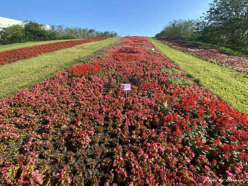 內湖復育園區~打造迷你版富良野花海 @Bernice的隨手筆記