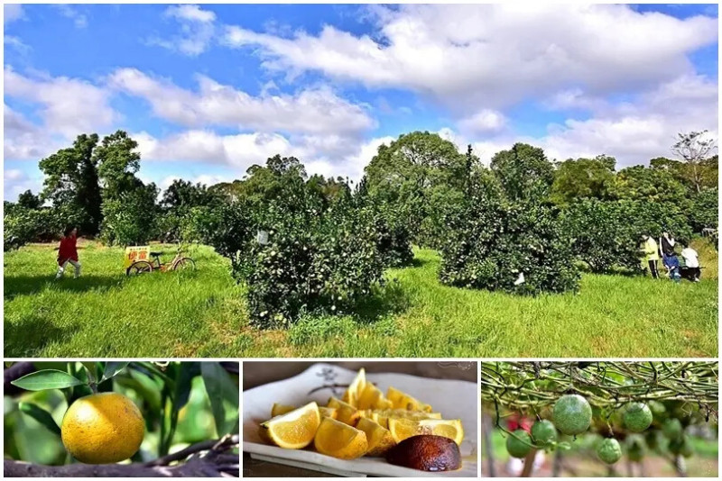 苗栗西湖【淺森林農場】：不使用農藥的自然農法耕作，柳丁果園採果樂