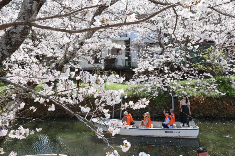 2025日本四國德島縣5大夢幻賞櫻景點推薦