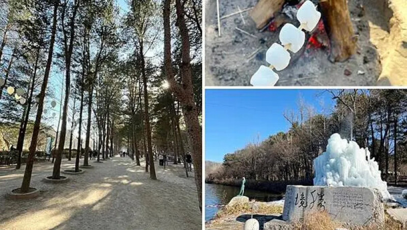 【韓國首爾自由行推薦】南怡島│韓國必去景點、交通、門票、美食、伴手禮懶人包