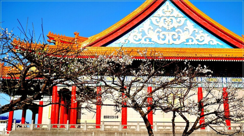 台北賞白梅景點推薦！中正紀念堂梅花季雪白花海浪漫打卡拍照好去處。