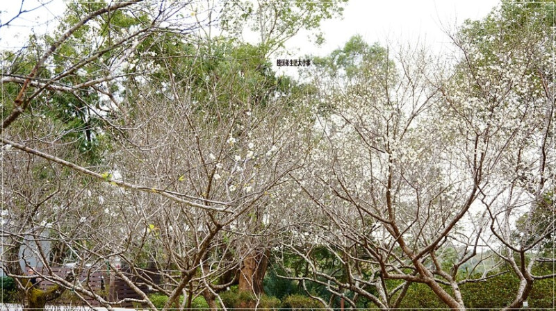 桃園復興角板山行館賞梅秘境！滿山梅花與戰備隧道，療癒又好拍。