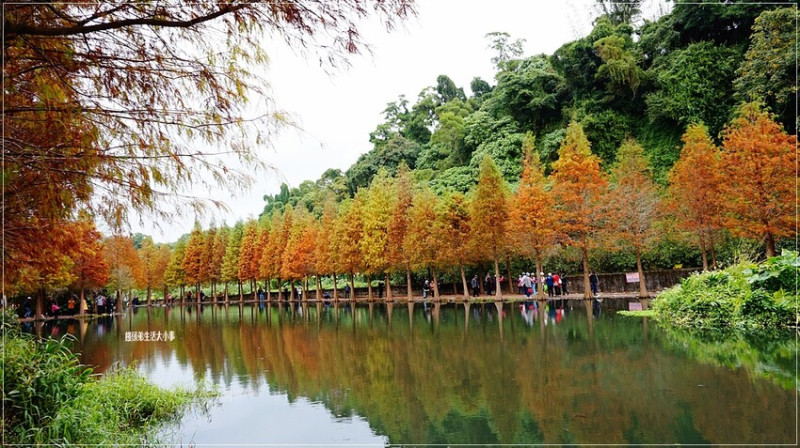 桃園落羽松秘境！大溪月眉人工濕地，秋冬免費景點超夢幻。