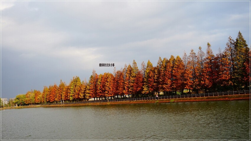 桃園秘境免費拍！桃園八德霄裡大池落羽松林，冬季仙境拍出絕美倒影。