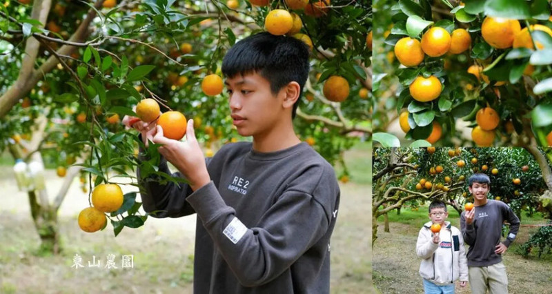 新竹採橘子「東山農園」，砂糖橘、桶柑、茂谷柑應有盡有，現採現吃，親子採橘子推薦!