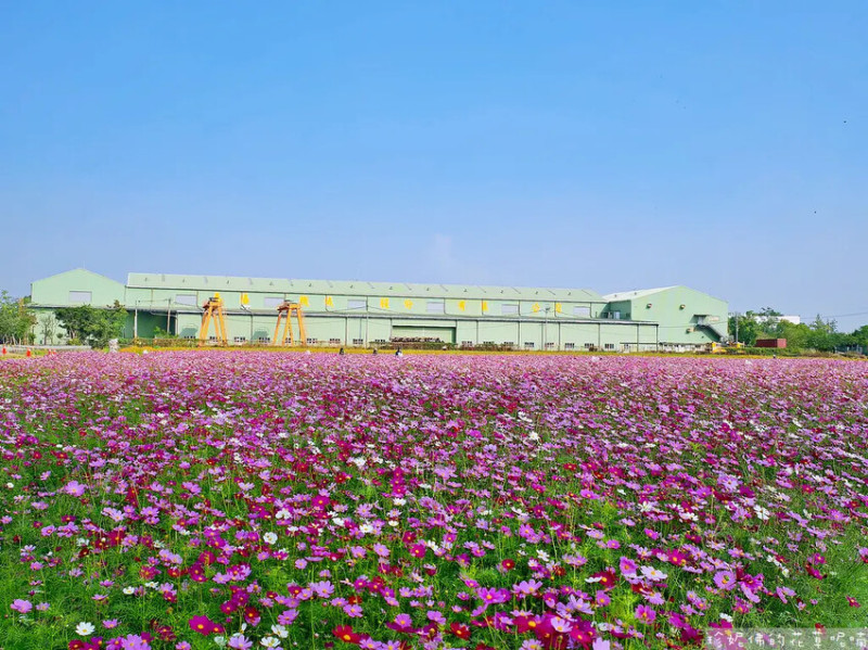 【屏東縣南州鄉】2025南州花舞 再現好彩頭｜南州花海｜南州運動公園 陽光綠地公園｜過年走春景點