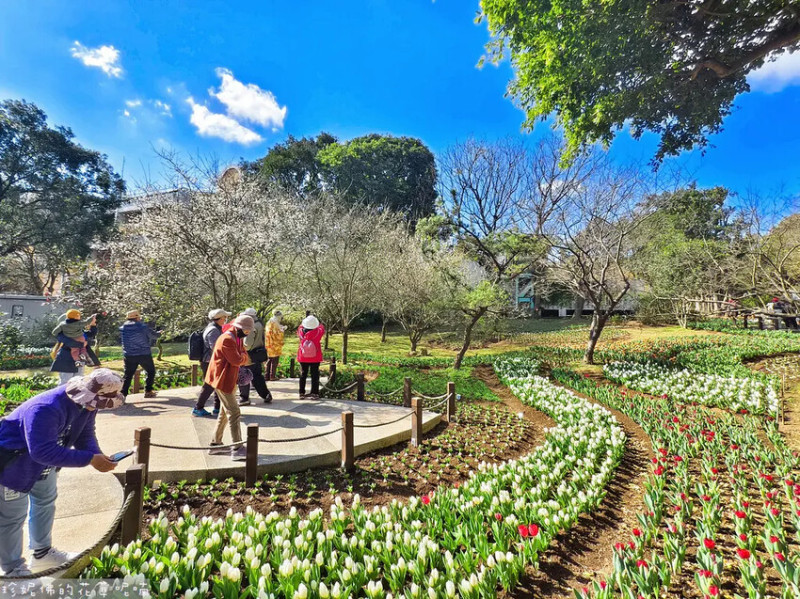 【台北市士林區】2025台北茶花展Taipei Camellias Show「愛與夢想的生活」｜花卉試驗中心｜1/10（五）-1/19（日）