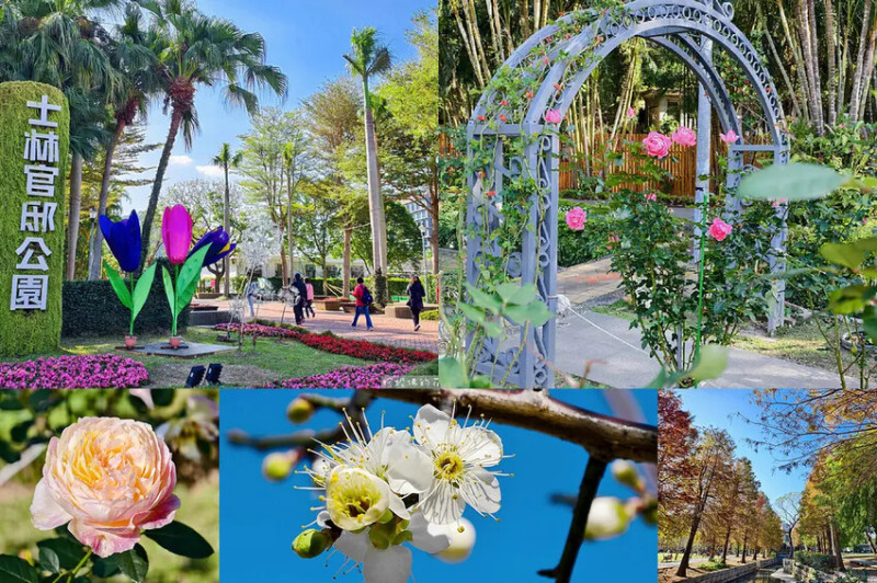 【台北市士林區】2025士林官邸公園踏青賞梅｜落羽松｜玫瑰｜捷運士林站二號出口｜公園周邊有收費停車場