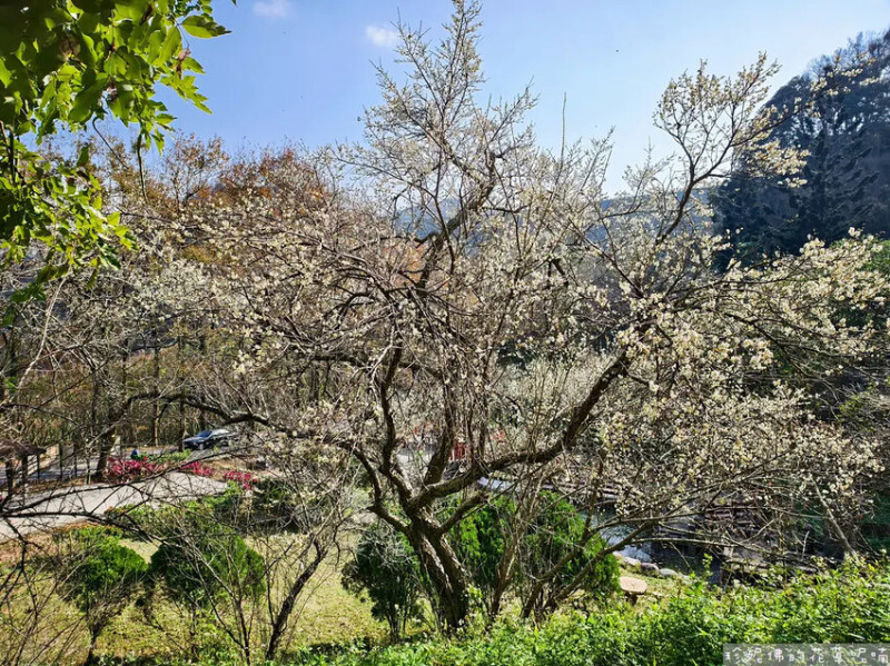 【桃園市大溪區】2025石門水庫槭林公園賞梅