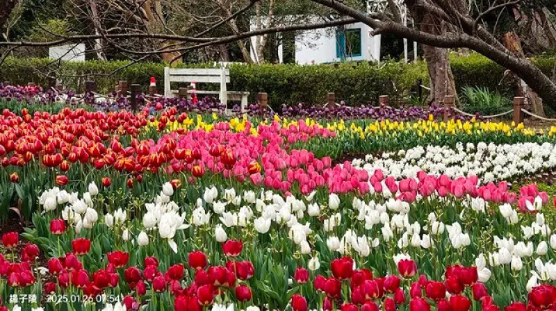 2025陽明山花卉試驗中心，茶花櫻花鬱金香風信子1/26即時現況🌸｜台北花季花IN台北。