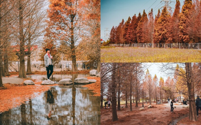 【台中景點】羽粼落羽松｜季節限定泰安落羽松秘境，IG打卡網美景點，最新門票收費資訊、打卡點攻略 - 貪吃猴的幻想