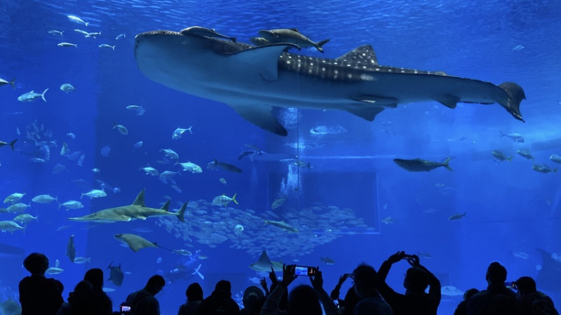 日本出國網卡推薦WifiMi｜日本沖繩六天五夜自由行簡易攻略，SIM卡吃到飽、eSIM免換卡超便利！