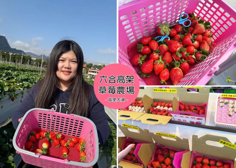 【苗栗景點】六合高架牛奶草莓農場-站著就可以採草莓，無須門票，自採一台斤600元，附設免費停車場，販售白草莓 -大湖草莓園｜Ruby說美食享受旅行(@tour_ruby530)