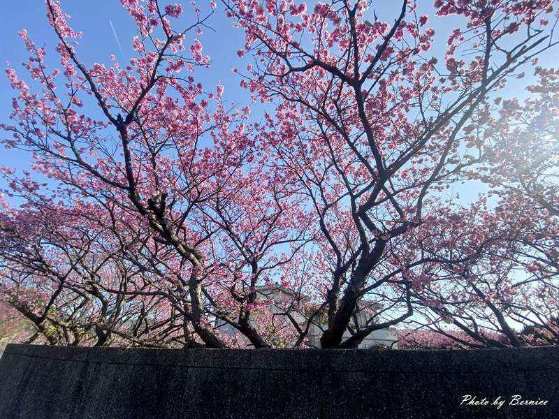 平菁街42巷寒櫻~最美櫻花巷粉紅風爆來襲 @Bernice的隨手筆記