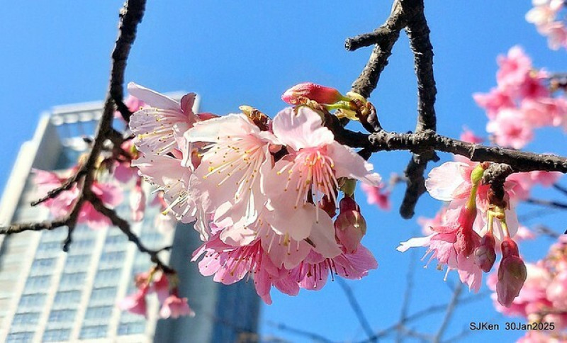 (2025 台北平地賞櫻第三拍)「華新麗華大樓」周邊櫻花林 --- 落羽松與山櫻花相映成輝，蛇年迎春喜臨門!