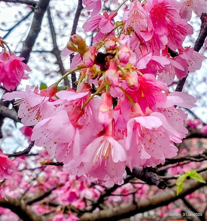 (2025 雙北平地賞櫻系列第四拍)汐止文化櫻花季「康誥坑溪櫻花大道」--- 溪邊垂櫻迎風任飄搖，滿天璀璨綻放迎新春!