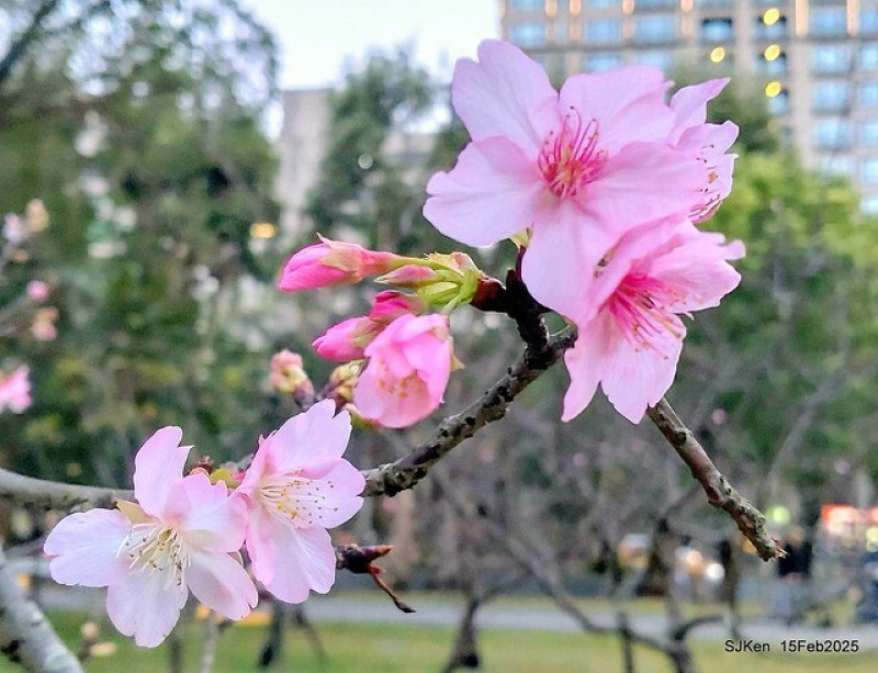 (2025 雙北平地賞櫻系列第七拍)「國立國父紀念館賞櫻」---八重櫻日光大道，翠湖畔後方河津櫻花林盛開，一路延伸到光復南路大門旁美不勝收!