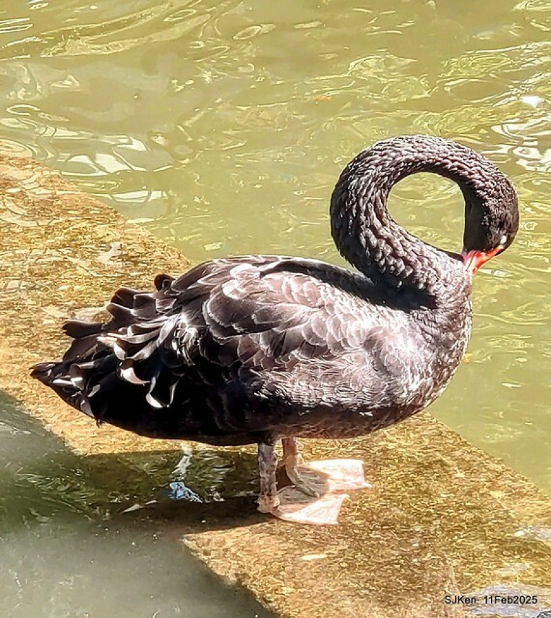 (北投石牌景點)「榮總忘憂湖」--- 春回大地湖畔綠樹蒼翠九重葛盛開， 陽光普照黑白天鵝綠頭鴨魚群與鴨群悠游湖間。