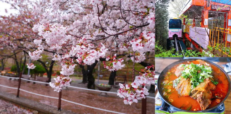 釜山賞櫻花行程「慶和火車站、余佐川羅曼史橋、帝皇山公園」，鎮海櫻花季，馬鈴薯排骨湯好好吃!