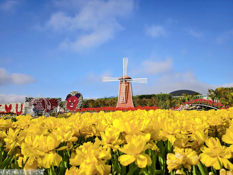 【台中市后里區】2025中社觀光花市鬱金香花季1-3月｜四季花海｜有免費停車場