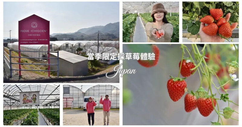 四國愛媛大三島｜INOUE ICHIGOEN草莓園 當季限定採草莓體驗 瀨戶內海大三島體驗採草莓