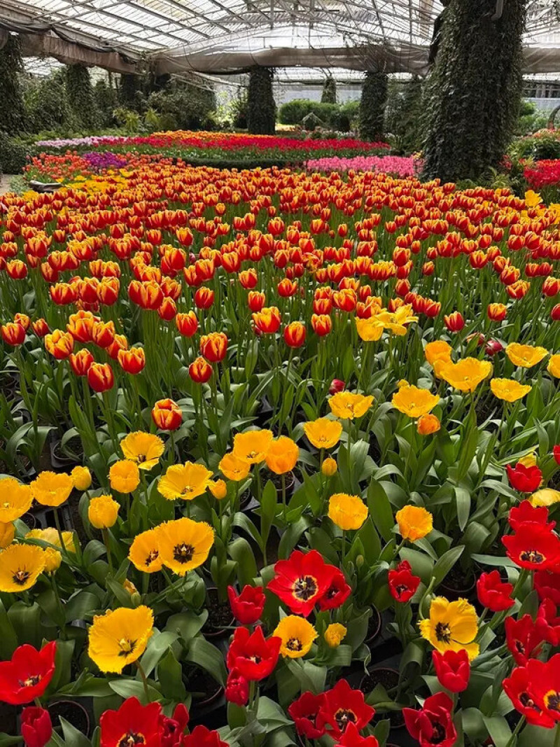 2025杉林溪森林生態渡假園區，椿寒櫻2/24即時現況🌸｜2025杉林溪郁金香​​​​​​​、葉牡丹，2/24即時現況🌷。