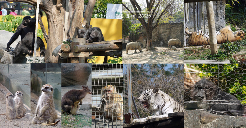 高雄市鼓山區【高雄景點】壽山動物園，園區提供付費小火車搭乘遊園也設置天空廊道與下沉式觀察廊道可以從不同的角度來看動物們不同的一面，究竟是看動物?還是給動物看?。高雄親子旅遊