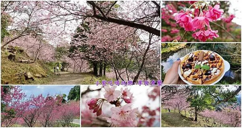 桃園賞櫻景點/北橫賞櫻秘境；2000棵富士櫻/吉野櫻/八重櫻!免衝拉拉山賞櫻【悠然秘境小屋】櫻花正美/寵物友善賞櫻景點(門票/停車資訊/櫻花季菜單)